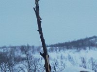 20170501 031218  Mården på besök