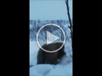 mård  En liten film dubbelklicka på bilden