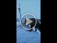 räv